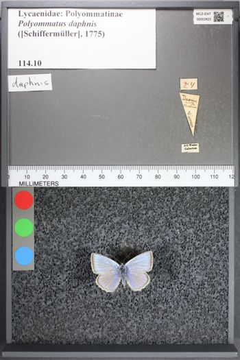 Media type: image;   Entomology 53823